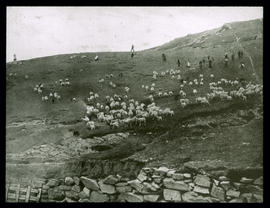Zusammentreiben der Shetland-Schafe