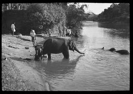 Kandy: Elefantenbad, Phot. W. Angst