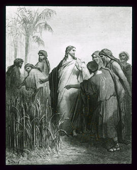 Die Apostel raufen Korn am Sabbath