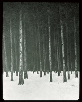 Winterabend im Walde