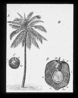 Kokospalme: (Cocos nucifera)