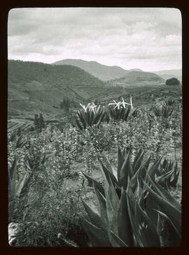 Agaven im Hochland von Mexiko, Photo Allenspach