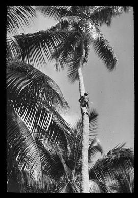 Palugaswewa: Palmkletterer, Phot. W. Angst