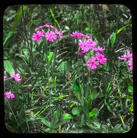 Mehlprimel: Primula farinosa