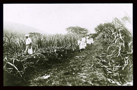 Jamaika: Zuckerrohrernte