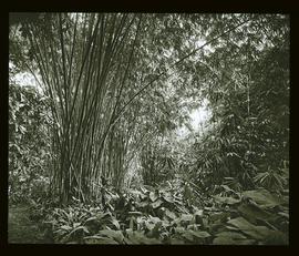 Buitenzorg: Botanischer Garten, Riesenbambus