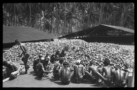 Kokosplantage: Sortieren der Kopra, Phot. W. Angst