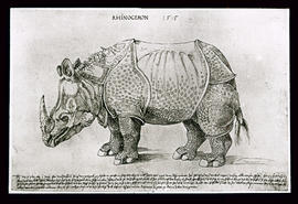 Das Rhinozeros
