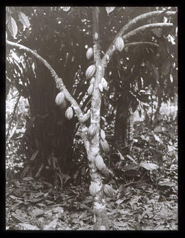 Kamerun: Ausgewachsener Kakaobaum