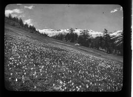 Frühling im Oberengadin: Krokuswiese gegen die Languardkette: [Krokuswiese bei Maloja], Phot. J. ...