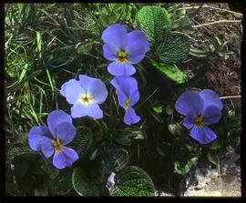 Langgesporntes Veilchen: Viola calcarata