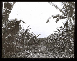 Bananenplantage der United Fruit Company in Panama