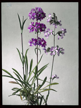 Viola odorata L.: Wohlriechende Veilchen