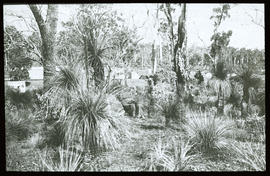 Hochwald mit Eukalyptus und Grasbäumen: Westaustralien