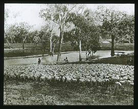 In einer australischen Schafzüchterei