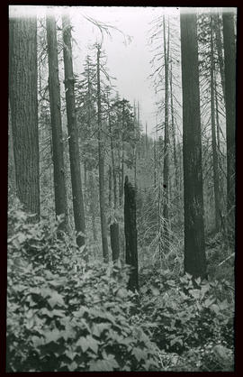 Wald bei Alsea: Oregon