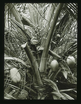 Teil einer Kokospalme mit Früchten und Blüten