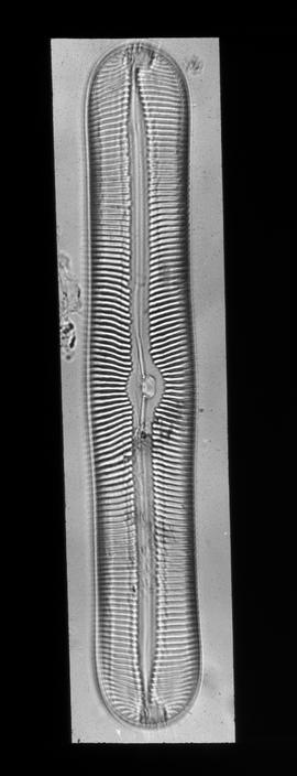 Diatomee: Pinnularia nobilis