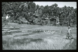 Bei Kandy: Terrassierte Reisfelder, Phot. W. Angst