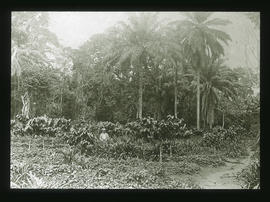 Pflanzung von Kakaobäumen und Ananas: Im Hintergrund Kokospalmen