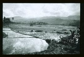 Sumatra: Reisfelder