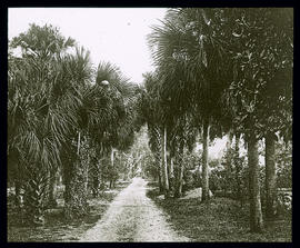 Palmenhain: Florida