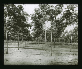 Gummi-Plantage mit 3-jährigem Bestand