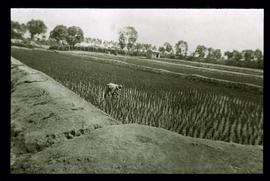Reisfelder am Pai ho: Tientsin