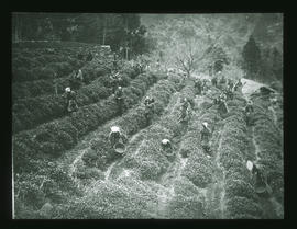 Teeplantage, terassiert: Japan