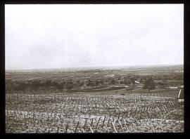 Landschaft bei Dijon: Weingärten