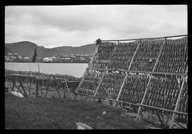 Hammerfest: Fischtrockenanlage, Phot. W. Angst