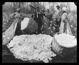 Verwiegen der gepflückten Baumwolle