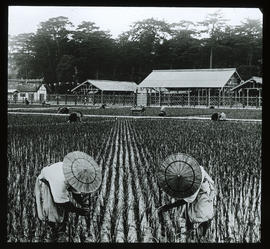 Suki: Zeremonie der Feststellung des Wachstums: Japan, heilige Reisfelder