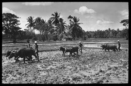 Ceylon: Pflügen der Reisfelder, Phot. W. Angst