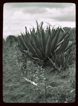 Agave: Mexico, Photo Allenspach