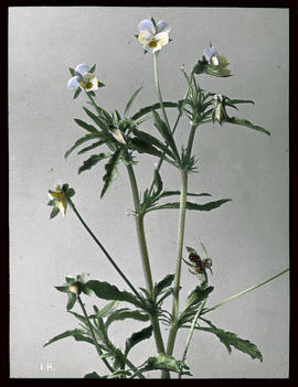 Viola arvensis Murr.: Ackerstiefmütterchen