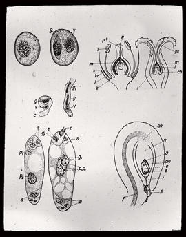 [Samenanlage]: [Befruchtung], aus: Illustrierte Flora von Mittel-Europa von [Gustav] Hegi