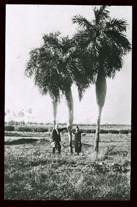 Palmen in der cubanischen Landschaft