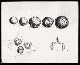 [Pollenkörner], aus: Illustrierte Flora von Mittel-Europa von [Gustav] Hegi