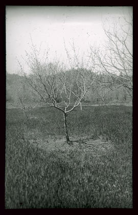 Haselnussbaum