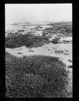 Südsee: Korallenrasen