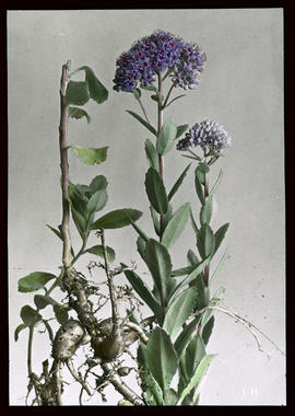Sedum purpureum: Purpurrote Fetthenne