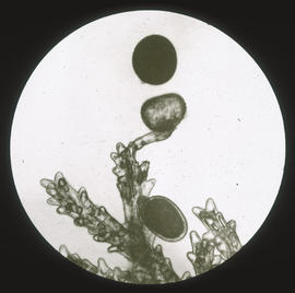 Auskeimende Pollenkörner an der Roggennarbe