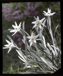 Edelweiss: Leontopodium alpina