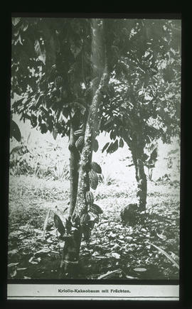Kakaobaum: Kriollo-Kakaobaum mit Früchten