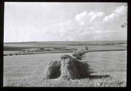 Bei Miskolcz: Getreidefelder