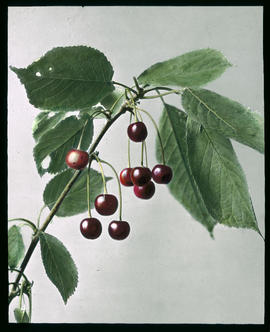 Prunus avium L.: Süsskirsche Frucht