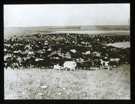 Viehweide in Alberta