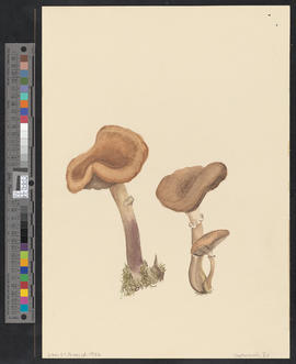 Pilze aus dem Wilerwald nach Natur gezeichnet
