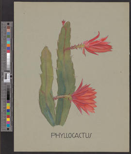 Phyllocactus